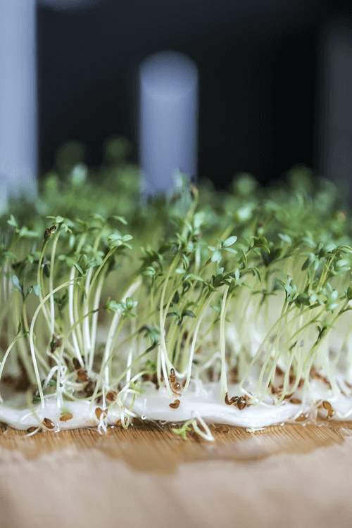 benefits of eating bean sprouts daily