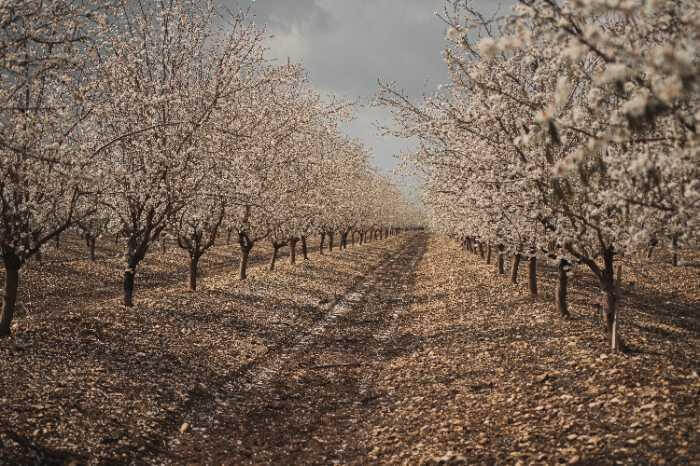 what is the difference in blanched and unblanched almond flour