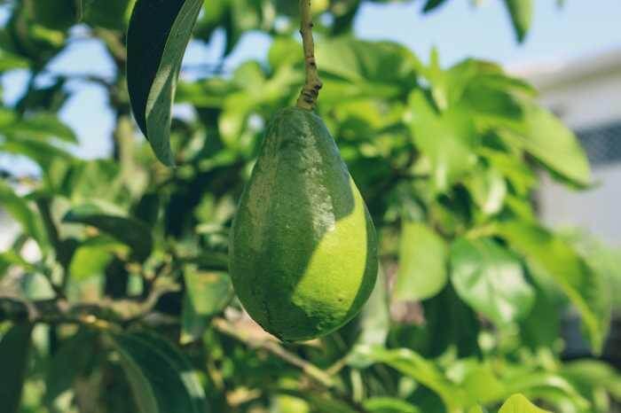 avocado vs olive oil